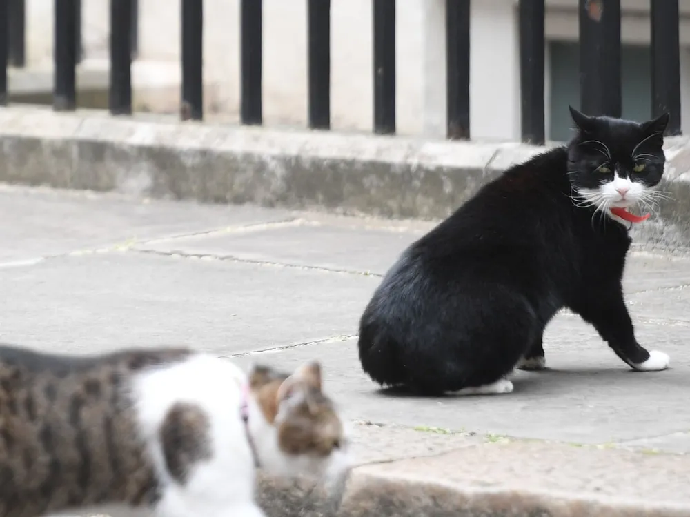 U.K.'s Feline Diplomat Palmerston Resumes Duties in Bermuda After Retirement