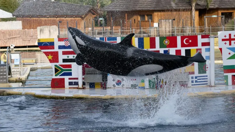 Uncertainty Surrounds Orcas at Marineland Antibes After Closure