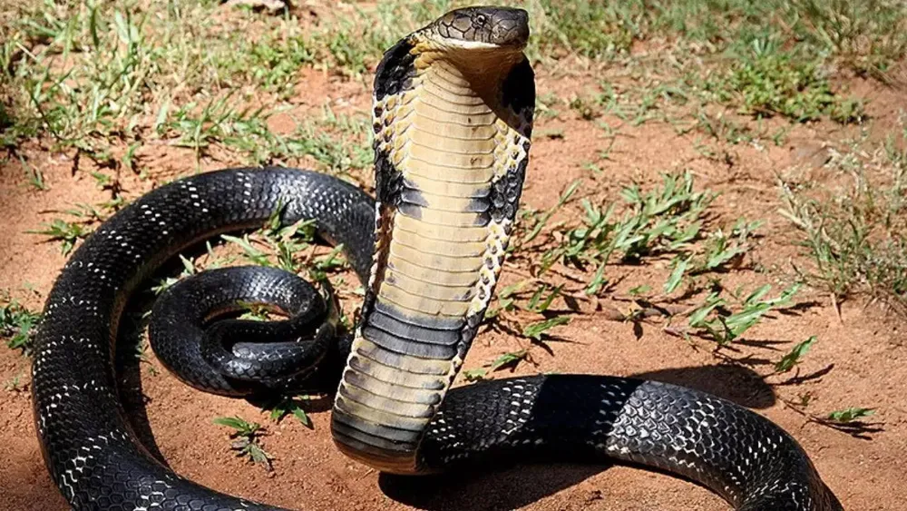 Understanding King Cobra Lifespan and Snake Life Cycles