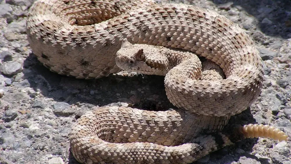 Understanding Rattlesnakes: Characteristics, Diet, Venom, and Ecological Role