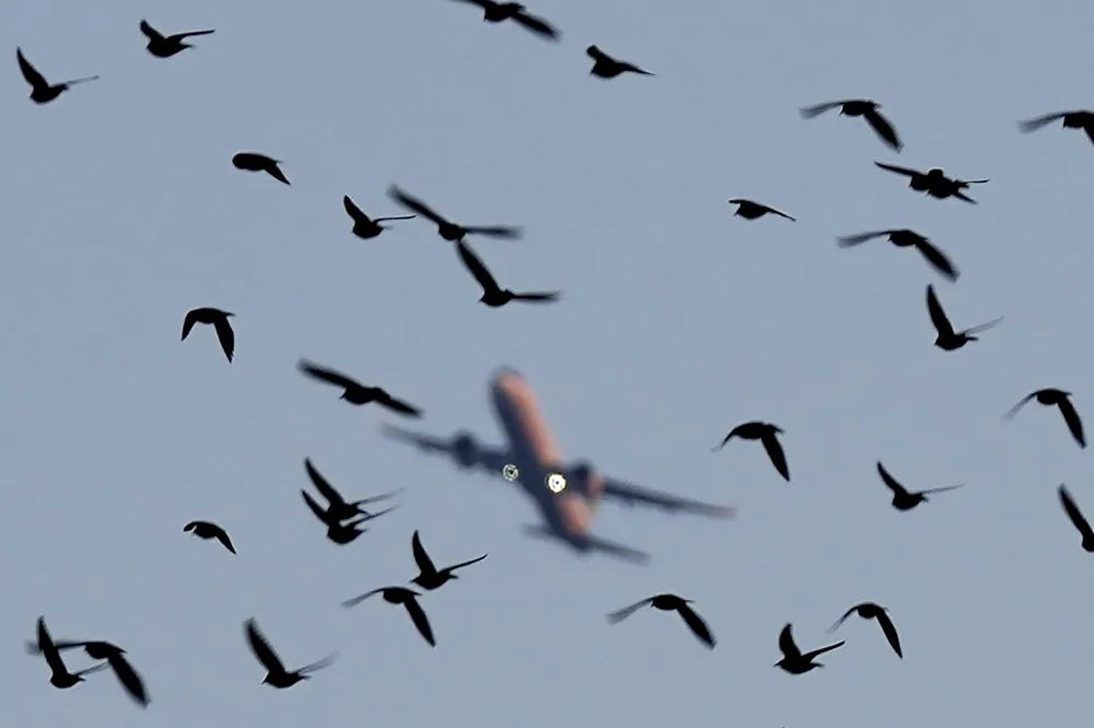 Understanding the dangers and costs of bird strikes in aviation