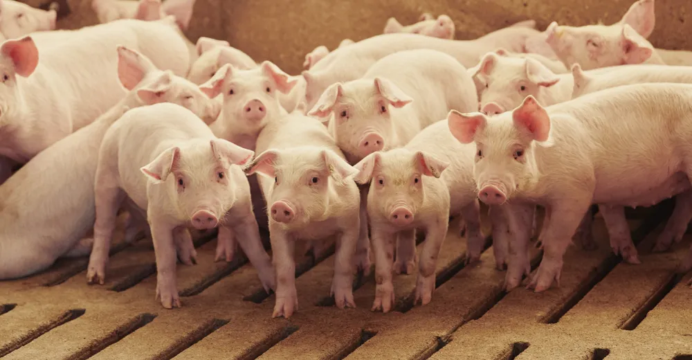 Understanding the Rise and Persistence of Factory Farming in America