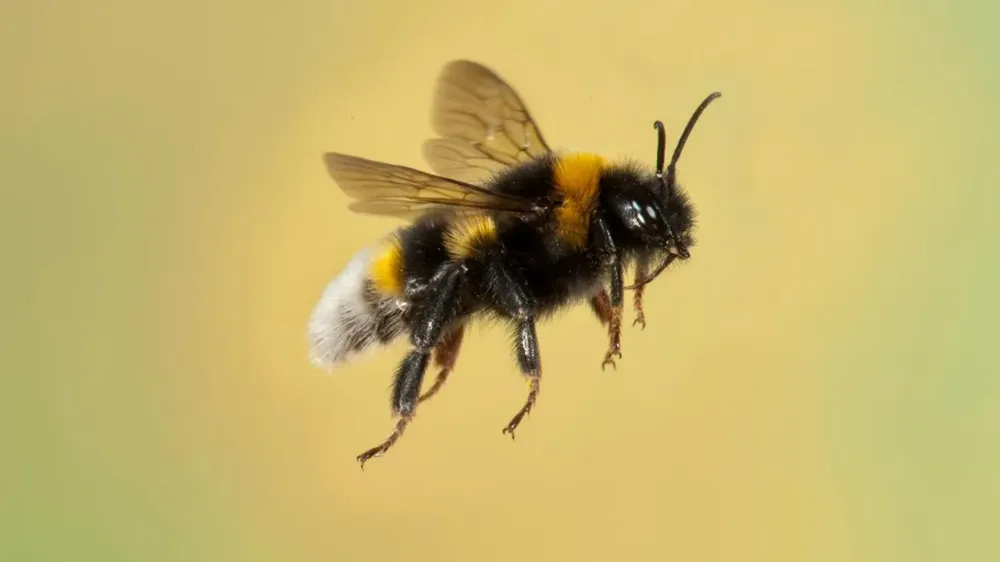 Unusual Winter Activity: Bumblebees Starting Nests in Scotland