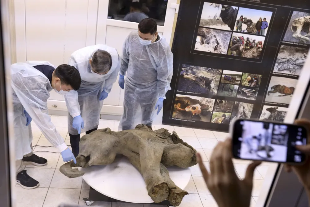 Unveiling of 50,000-Year-Old Baby Mammoth Yana in Siberia