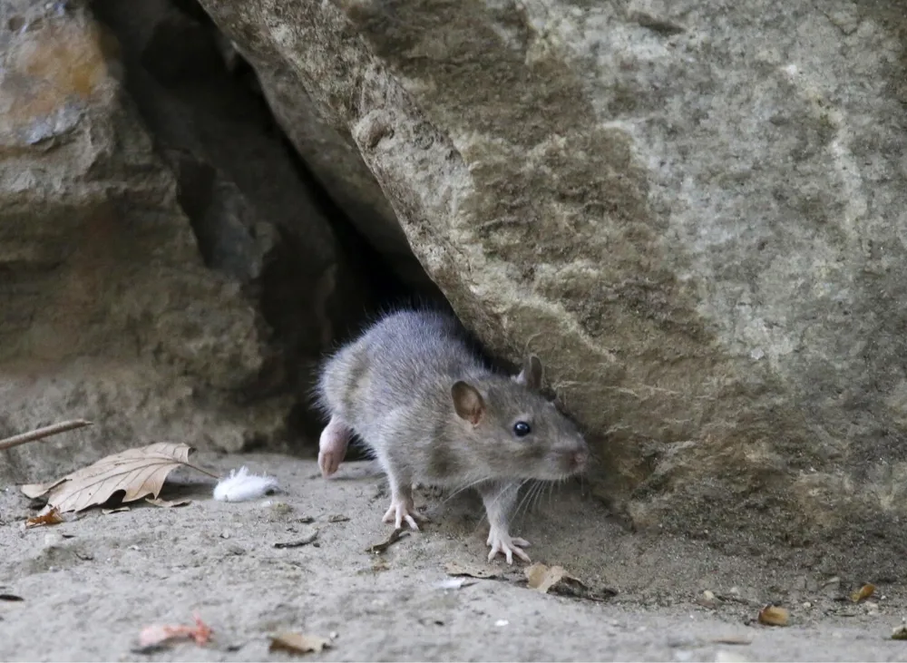 Urban Rat Populations Surge Amid Climate Change; Study Highlights Impact on Cities Worldwide