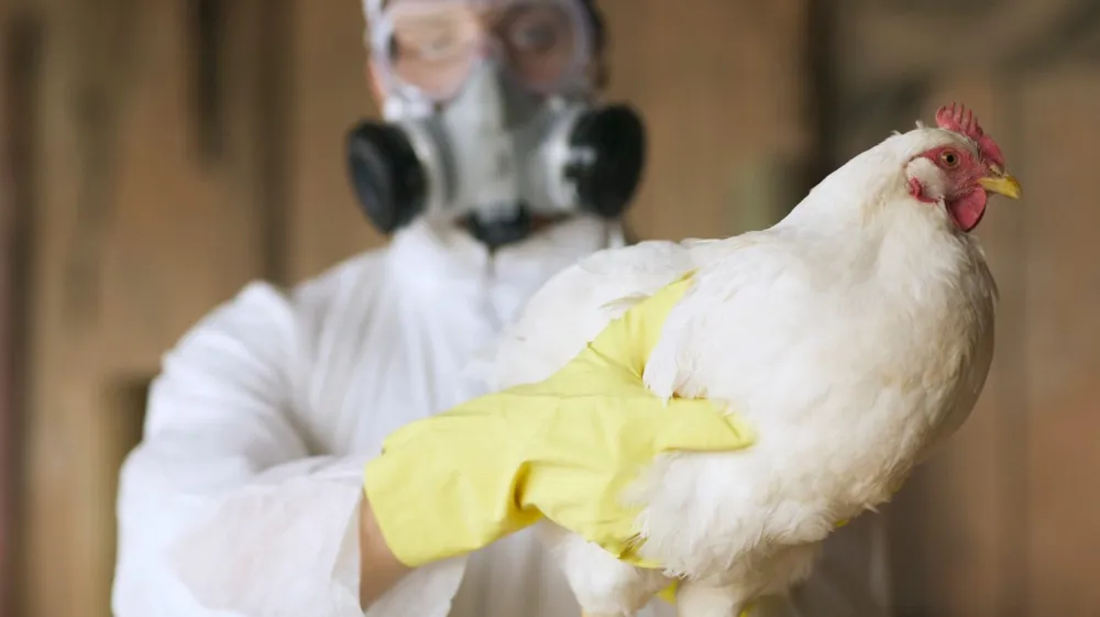 U.S. records first human death from bird flu following Louisiana case