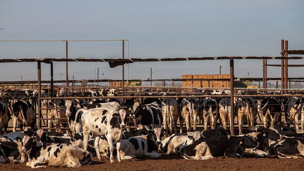 U.S. Struggles to Control Bird Flu, Raising Concerns of Future Pandemic