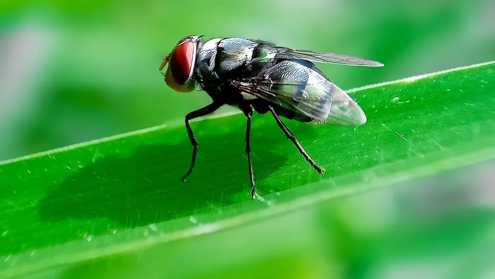 U.S. Suspends Livestock Imports from Mexico Due to New World Screwworm Threat