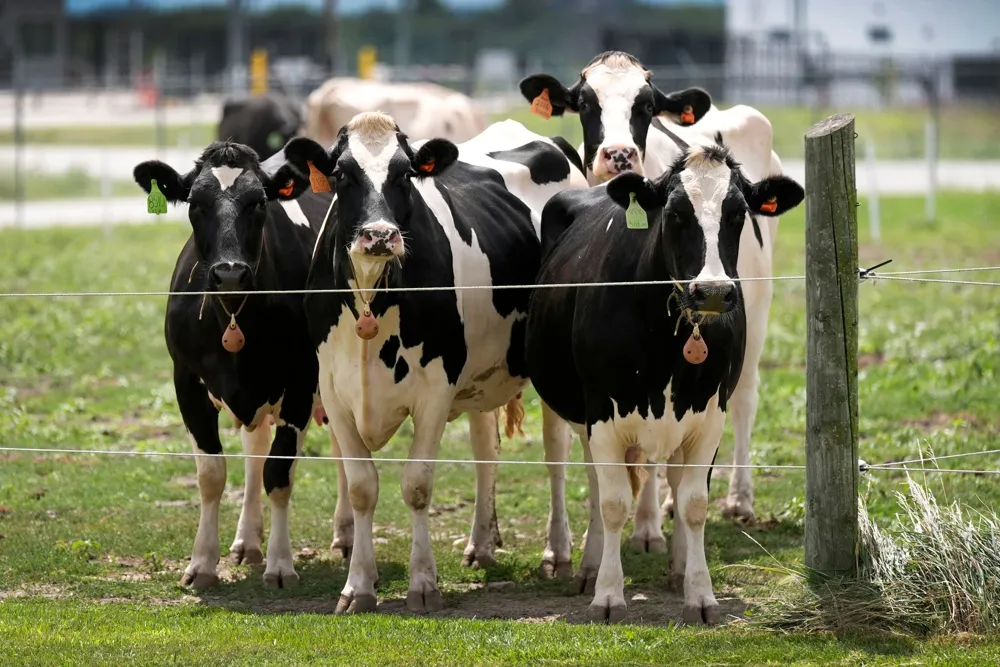 USDA Reports New Strain of Bird Flu Detected in Dairy Cattle, Raising Pandemic Concerns