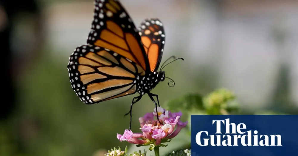 Monarch Butterfly Population in Western U.S. Plummets to Near Record Low Amid Environmental Threats