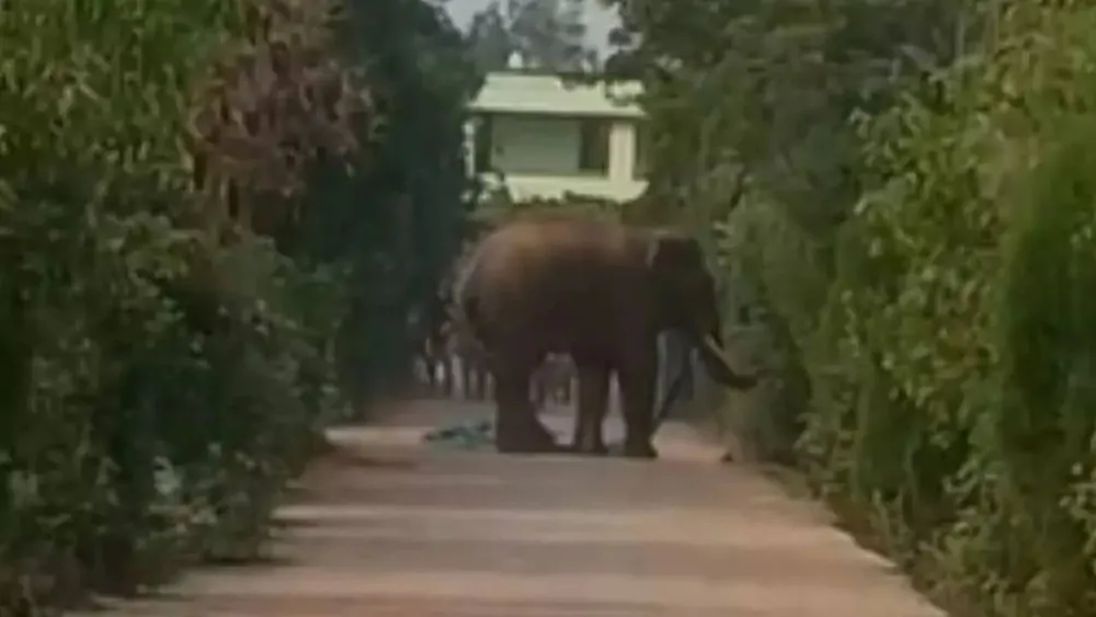 Wild elephant causes chaos at Odisha college, leading to class suspension