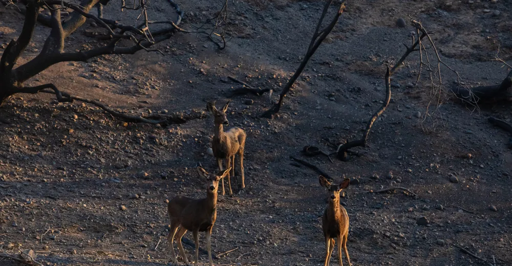 Wildfires in Los Angeles Displace Residents and Animals; How You Can Help