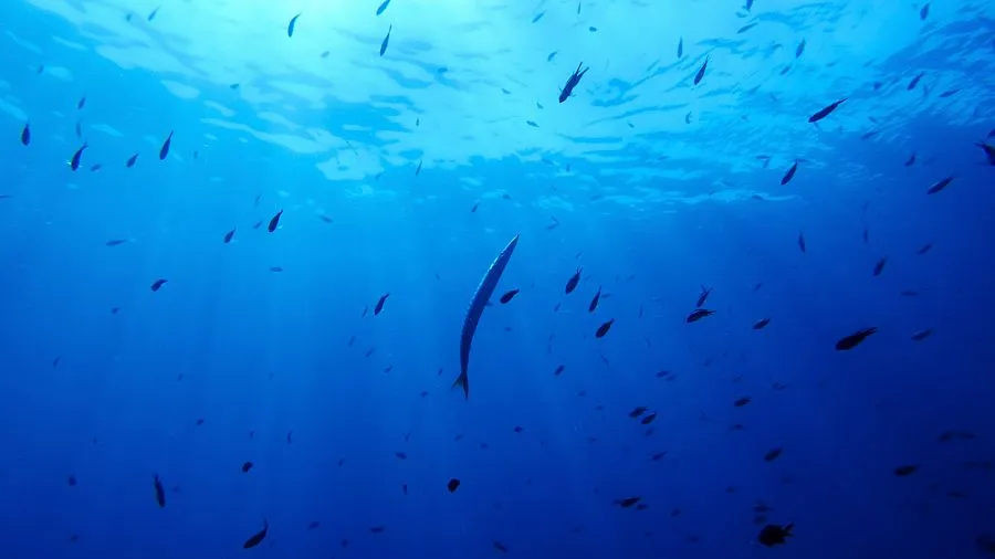 World's First Treaty to Protect Marine Biodiversity Set to Take Effect in 2026