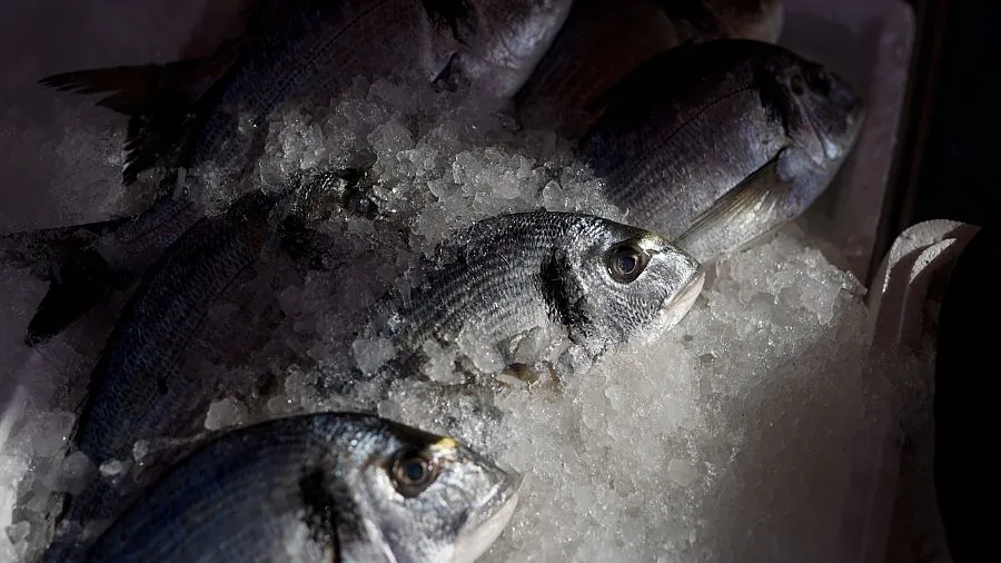 WTO Fisheries Subsidies Agreement Takes Effect to Combat Overfishing