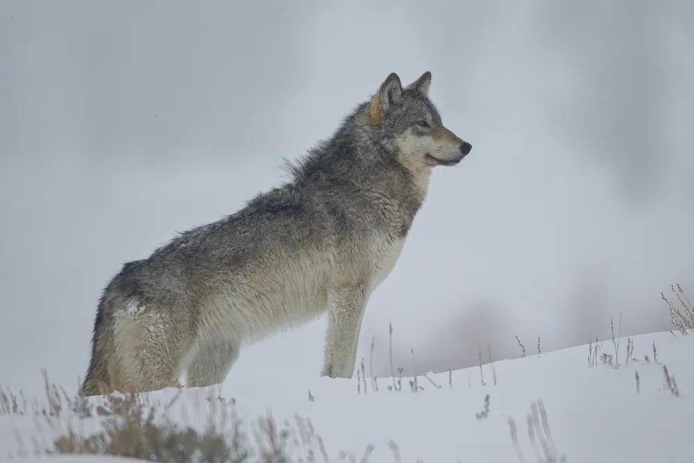 Yellowstone's Iconic One-Eyed Wolf 