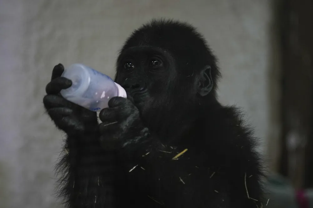 Baby Gorilla Named Zeytin Rescued from Turkish Airlines Cargo Hold