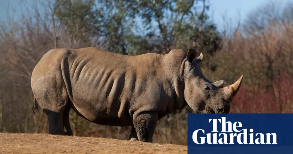 Zebra fatally injured in rare encounter with rhino at Colchester Zoo