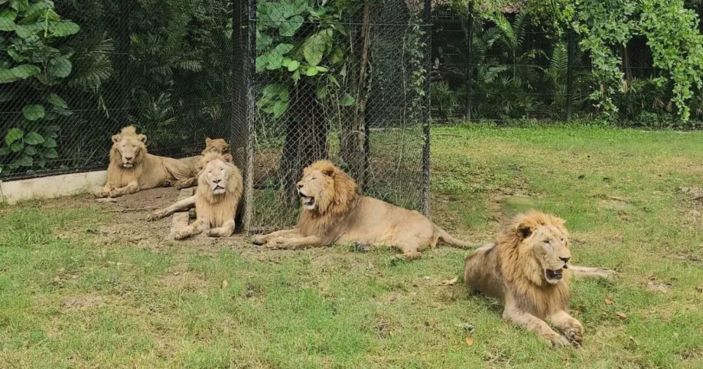 Zookeeper Killed by Lions at Thai Safari Park Sparks Safety and Ethical Concerns