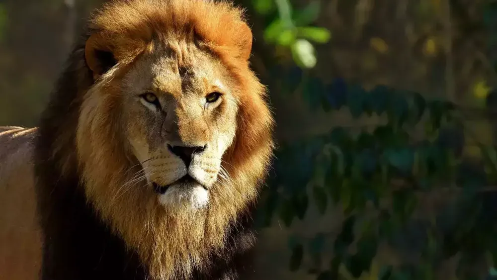 Zookeeper killed in lion attack while filming for girlfriend